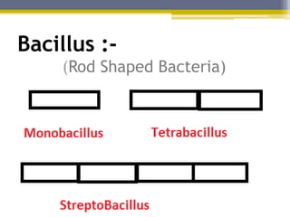Shapes of bacteria | PPTX