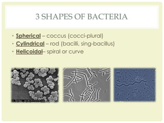 Shapes of bacteria | PPTX