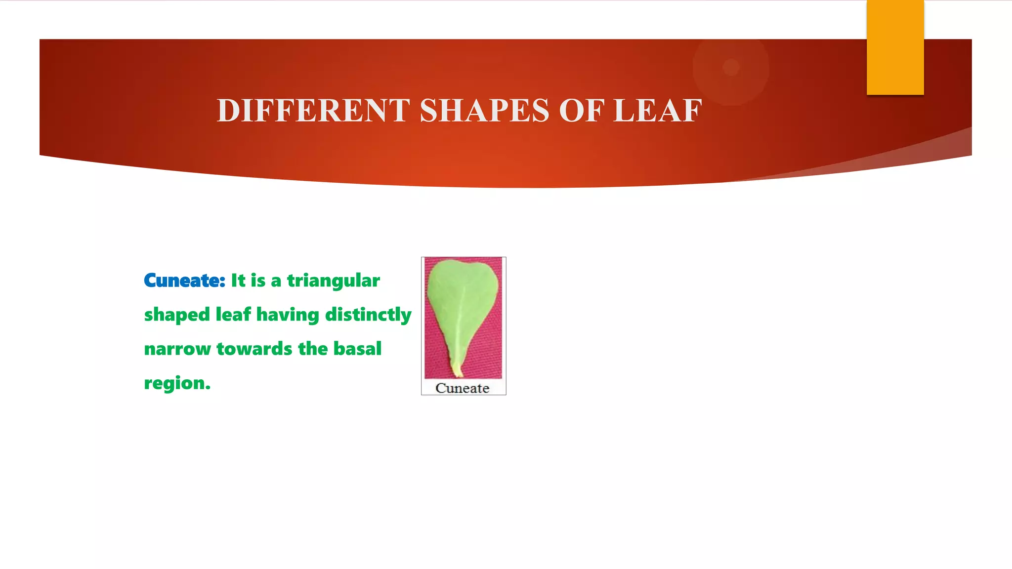 Shapes of plant leaf | PDF