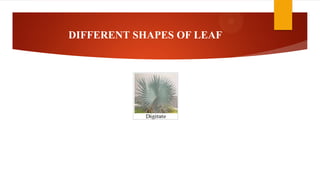 DIFFERENT SHAPES OF LEAF
 