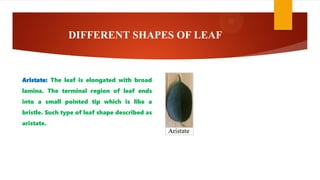 DIFFERENT SHAPES OF LEAF
Aristate: The leaf is elongated with broad
lamina. The terminal region of leaf ends
into a small pointed tip which is like a
bristle. Such type of leaf shape described as
aristate.
 