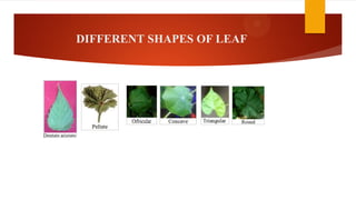 DIFFERENT SHAPES OF LEAF
 