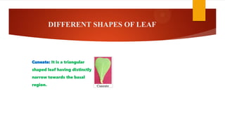 DIFFERENT SHAPES OF LEAF
Cuneate: It is a triangular
shaped leaf having distinctly
narrow towards the basal
region.
 