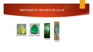 DIFFERENT SHAPES OF LEAF
 