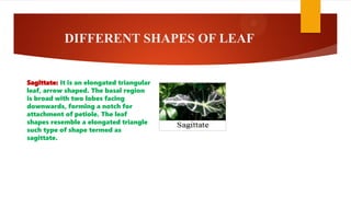 DIFFERENT SHAPES OF LEAF
Sagittate: It is an elongated triangular
leaf, arrow shaped. The basal region
is broad with two lobes facing
downwards, forming a notch for
attachment of petiole. The leaf
shapes resemble a elongated triangle
such type of shape termed as
sagittate.
 