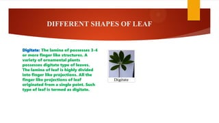 DIFFERENT SHAPES OF LEAF
Digitate: The lamina of possesses 3-4
or more finger like structures. A
variety of ornamental plants
possesses digitate type of leaves.
The lamina of leaf is highly divided
into finger like projections. All the
finger like projections of leaf
originated from a single point. Such
type of leaf is termed as digitate.
 