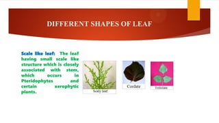 DIFFERENT SHAPES OF LEAF
Scale like leaf: The leaf
having small scale like
structure which is closely
associated with stem,
which occurs in
Pteridophytes and
certain xerophytic
plants.
 