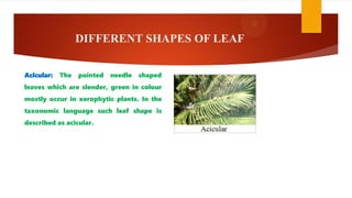 DIFFERENT SHAPES OF LEAF
Acicular: The pointed needle shaped
leaves which are slender, green in colour
mostly occur in xerophytic plants. In the
taxonomic language such leaf shape is
described as acicular.
 