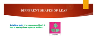 DIFFERENT SHAPES OF LEAF
Trifoliate leaf: It is a compound leaf. A
leaf is having three separate leaflets.
 