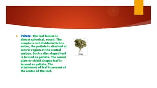 Peltate: The leaf lamina is
almost spherical, round. The
margin is not divided which is
entire, the petiole is attached at
central region at the ventral
surface. Such a disc shaped leaf
is termed as peltate. The round
plate or shield shaped leaf is
termed as peltate. The
attachment of leaf is present at
the center of the leaf.
 