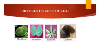 DIFFERENT SHAPES OF LEAF
 