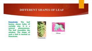 DIFFERENT SHAPES OF LEAF
Fenestrate: The leaf
lamina shows holes of
variable size. It is a
natural phenomenon.
The leaf resembles the
window. The shape of
such a leaf is termed as
fenestrate.
 
