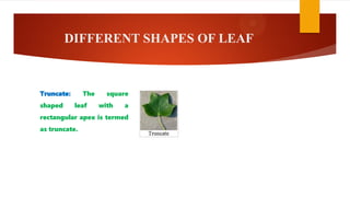 DIFFERENT SHAPES OF LEAF
Truncate: The square
shaped leaf with a
rectangular apex is termed
as truncate.
 