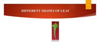 DIFFERENT SHAPES OF LEAF
 