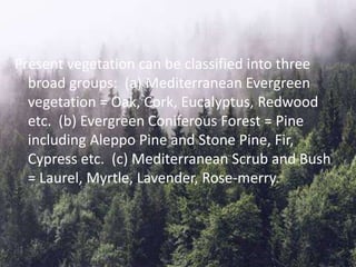 Present vegetation can be classified into three
broad groups: (a) Mediterranean Evergreen
vegetation = Oak, Cork, Eucalyptus, Redwood
etc. (b) Evergreen Coniferous Forest = Pine
including Aleppo Pine and Stone Pine, Fir,
Cypress etc. (c) Mediterranean Scrub and Bush
= Laurel, Myrtle, Lavender, Rose-merry.
 