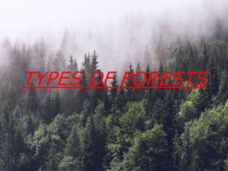 types of forest | PPT