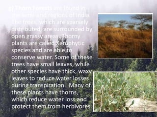 g) Thorn Forests are found in
the semi-arid regions of India.
The trees, which are sparsely
distributed, are surrounded by
open grassy areas. Thorny
plants are called Xerophytic
species and are able to
conserve water. Some of these
trees have small leaves, while
other species have thick, waxy
leaves to reduce water losses
during transpiration. Many of
these plants have thorns,
which reduce water loss and
protect them from herbivores.
 