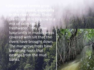 h)Mangrove Forests grow
along the coast, especially
in the river deltas. These
plants are able to grow in a
mix of saline and
freshwater. They grow
luxuriantly in muddy areas
covered with silt that the
rivers have brought down.
The mangrove trees have
breathing roots that
emerge from the mud
banks.
 