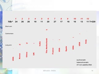 Tomato Genome Sequencing
1

2

4

5

6

7

8

9

10

11

12

26

Mb* 24

3
26

19

11

20

27

17

16

10

13

11 T=220

24-Jan-06

Italy (funded)

USA (funded)

USA (funded)

Spain (funded)

USA (funded)

France (funded)

India (?)

UK (pending)

China (pending)

USA (funded)

Long arm

Korea (pending)

Centromere

The Netherlands (funded)

Short arm

euchromatin

Eu
Japan
India

heterochromatin
AT-rich satellite DNA

BINASIA - INDIA

38

 