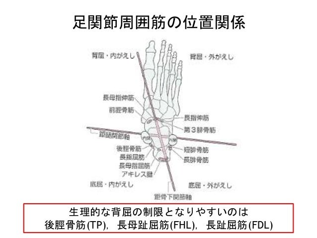 整形外科外傷理学療法研究会用 足関節