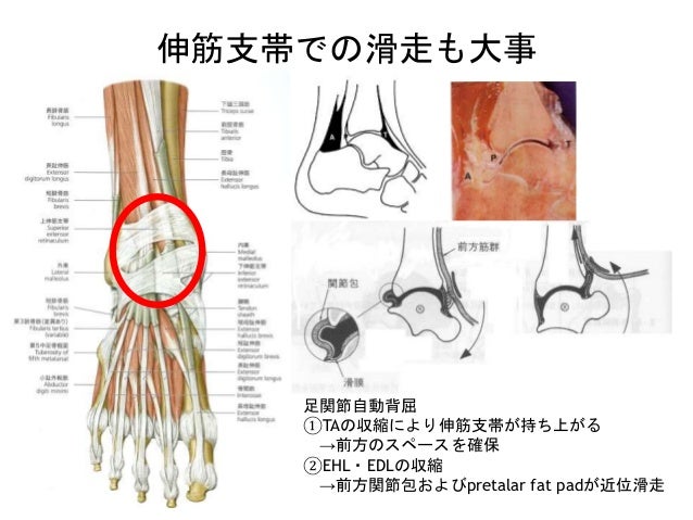 整形外科外傷理学療法研究会用 足関節 整形外科外傷理学療法研究会用 足関節