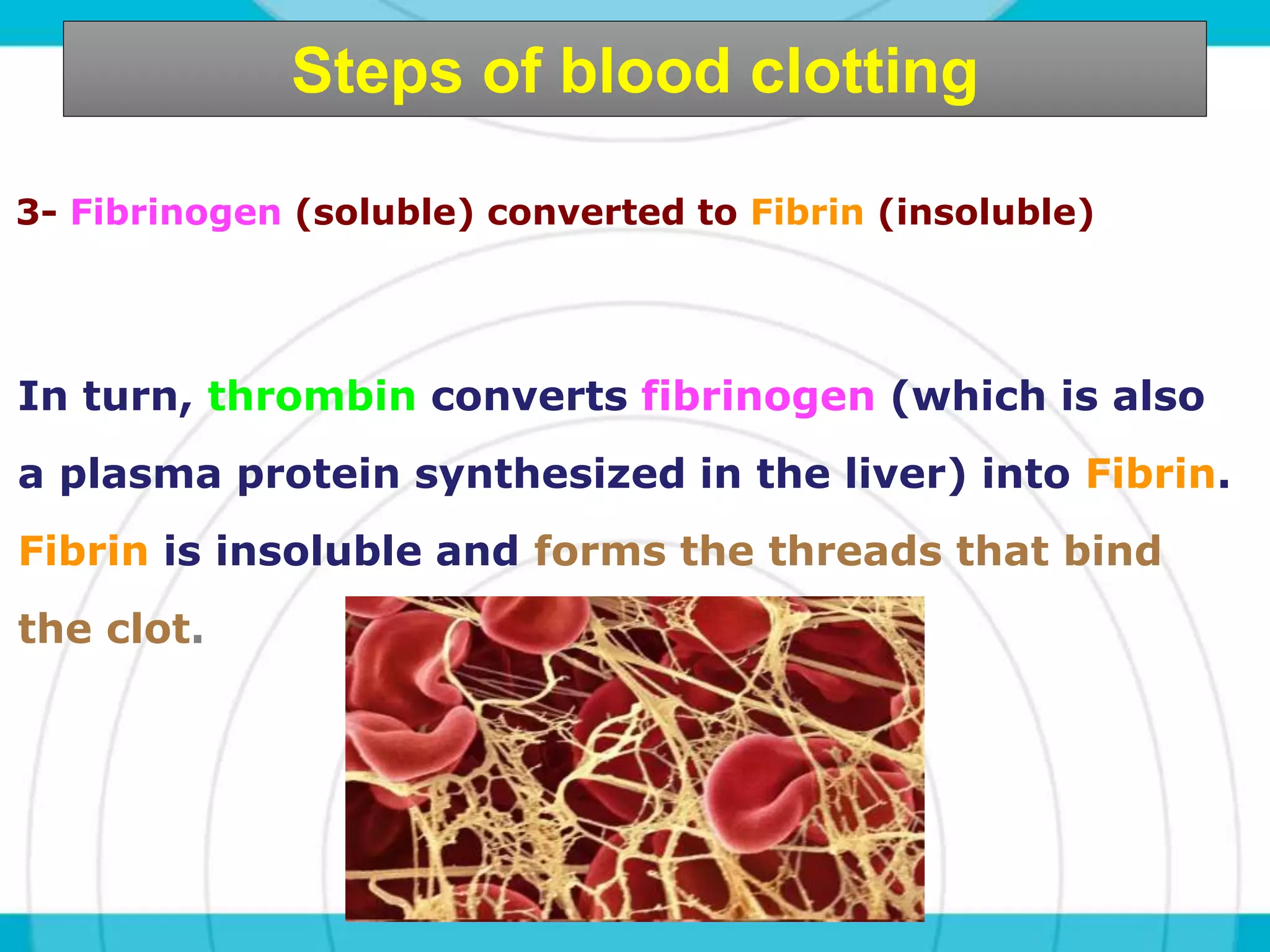 Haemostasis + Steps of blood clotting (coagulation) | PPTX