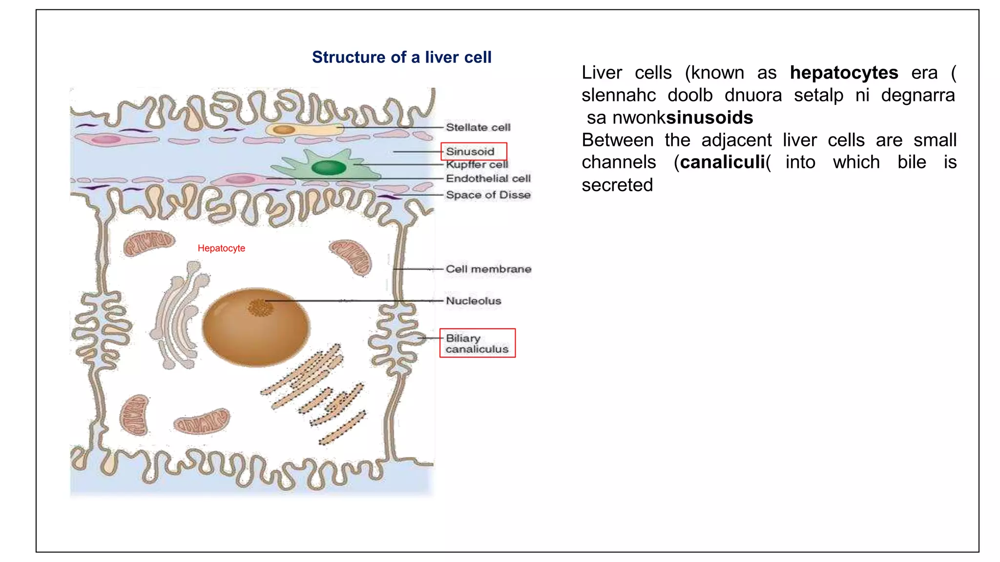 Structure of a liver cell
Hepatocyte
Liver cells (known as hepatocytes era )
slennahc doolb dnuora setalp ni degnarra
sa nwonksinusoids
Between the adjacent liver cells are small
channels (canaliculi) into which bile is
secreted
 