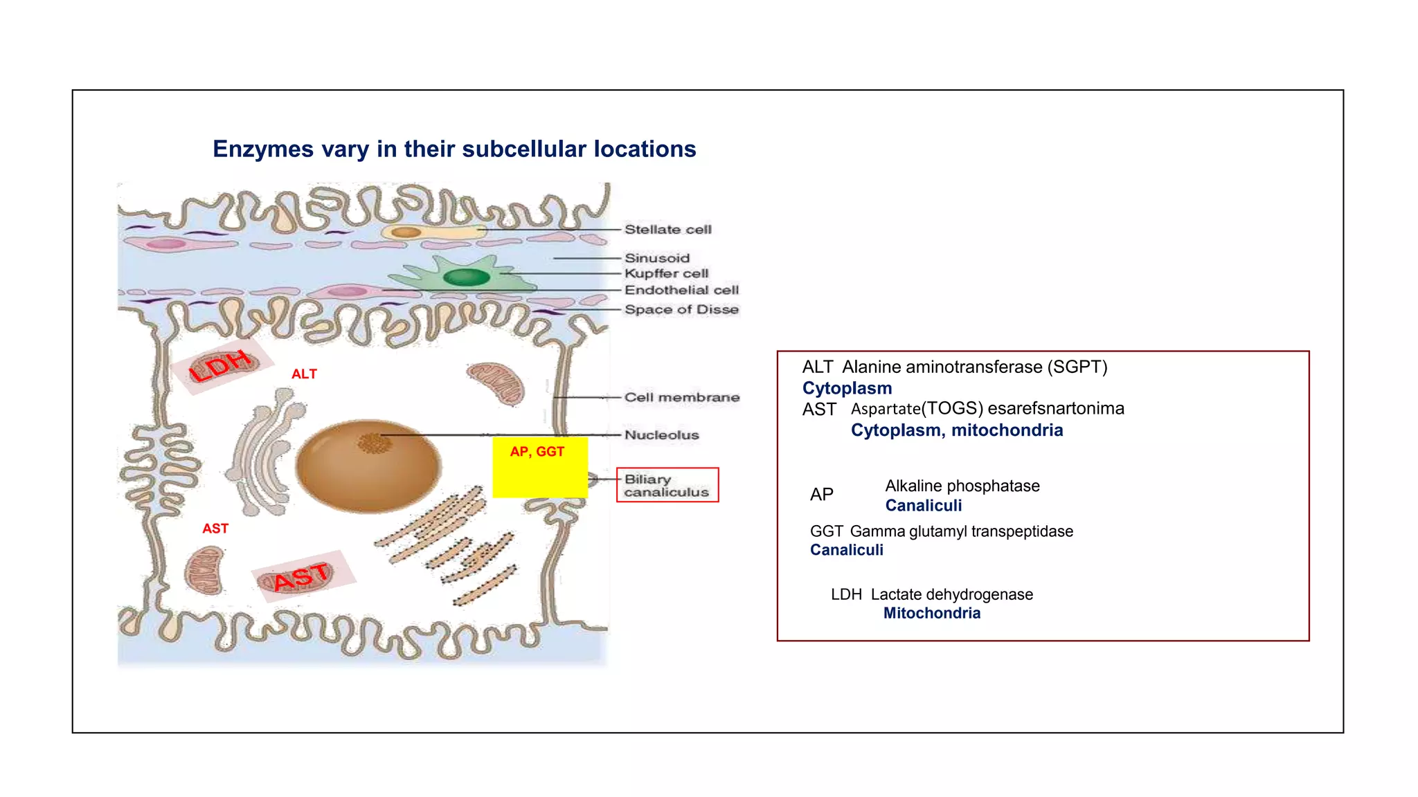 Enzymes vary in their subcellular locations
ALT ALT Alanine aminotransferase (SGPT)
Cytoplasm
AST
AP, GGT
Aspartate)TOGS( esarefsnartonima
Cytoplasm, mitochondria
AP
Alkaline phosphatase
Canaliculi
AST GGT Gamma glutamyl transpeptidase
Canaliculi
LDH Lactate dehydrogenase
Mitochondria
 