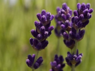 The Benefits and Considerations of Using Therapeutic Essential Oils in Cancer Care