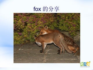 fox 的分享 
