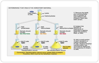 Nucleic acid and its chemistry - DNA, RNA, DNA as genetic material | PPTX