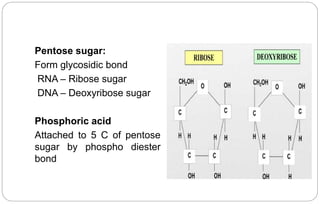 Pentose Ribose Structure Nucleic acid and its chemistry - DNA, RNA, DNA as genetic material | PPTX