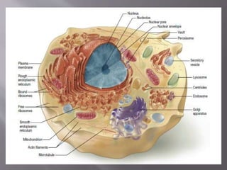Cell Structure And Functions physiology.pptx