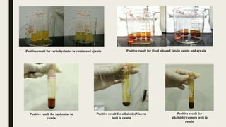 Comprehensive Phytochemical Analysis and Bioactivity Assessment of-1.pptx