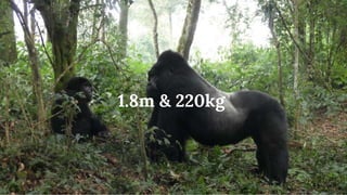 1.8m & 220kg
 