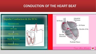 CONDUCTION OF THE HEART BEAT
 
