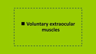  Voluntary extraocular
muscles
 