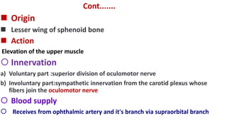 Cont.......
 Origin
 Lesser wing of sphenoid bone
 Action
Elevation of the upper muscle
 Innervation
a) Voluntary part :superior division of oculomotor nerve
b) Involuntary part:sympathetic innervation from the carotid plexus whose
fibers join the oculomotor nerve
 Blood supply
 Receives from ophthalmic artery and it's branch via supraorbital branch
 