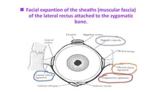  Facial expantion of the sheaths (muscular fascia)
of the lateral rectus attached to the zygomatic
bone.
 