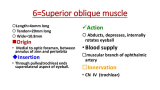 6=Superior oblique muscle
Length=4omm long
 Tendon=20mm long
 Wide=10.8mm
Origin
• Medial to optic foramen, between
annulus of zinn and periorbita
Insertion
• Through pulley(trochlea) ends
superolateral aspect of eyeball.
Action
 Abducts, depresses, internally
rotates eyeball
•Blood supply
muscular branch of ophthalmic
artery
Innervation
• CN IV (trochlear)
 