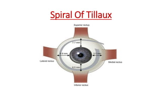 Spiral Of Tillaux
 
