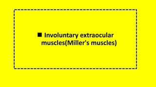  Involuntary extraocular
muscles(Miller's muscles)
 