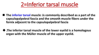 2=Inferior tarsal muscle
 The inferior tarsal muscle :is commonly described as a part of the
capsulopalpebral fascia and the smooth muscle fibers under the
fornix adjacent to the capsulopalpebral fascia
.The inferior tarsal muscle of the lower eyelid is a homologous
organ with the Müller muscle of the upper eyelid.
 