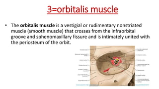 3=orbitalis muscle
• The orbitalis muscle is a vestigial or rudimentary nonstriated
muscle (smooth muscle) that crosses from the infraorbital
groove and sphenomaxillary fissure and is intimately united with
the periosteum of the orbit.
 