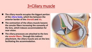 3=Ciliary muscle
 The ciliary muscle occupies the biggest portion
of the ciliary body, which lies between the
anterior border of the choroid and iris.
 The contraction of the ciliary muscle loosens
the zonular fibers increasing the convexity of
the lens, which induces accommodation for
near vision.
 The ciliary processes are attached to the lens
via zonular fibers. Through this indirect
attachment, the ciliary muscle acts on the lens
facilitating the accommodation.
 