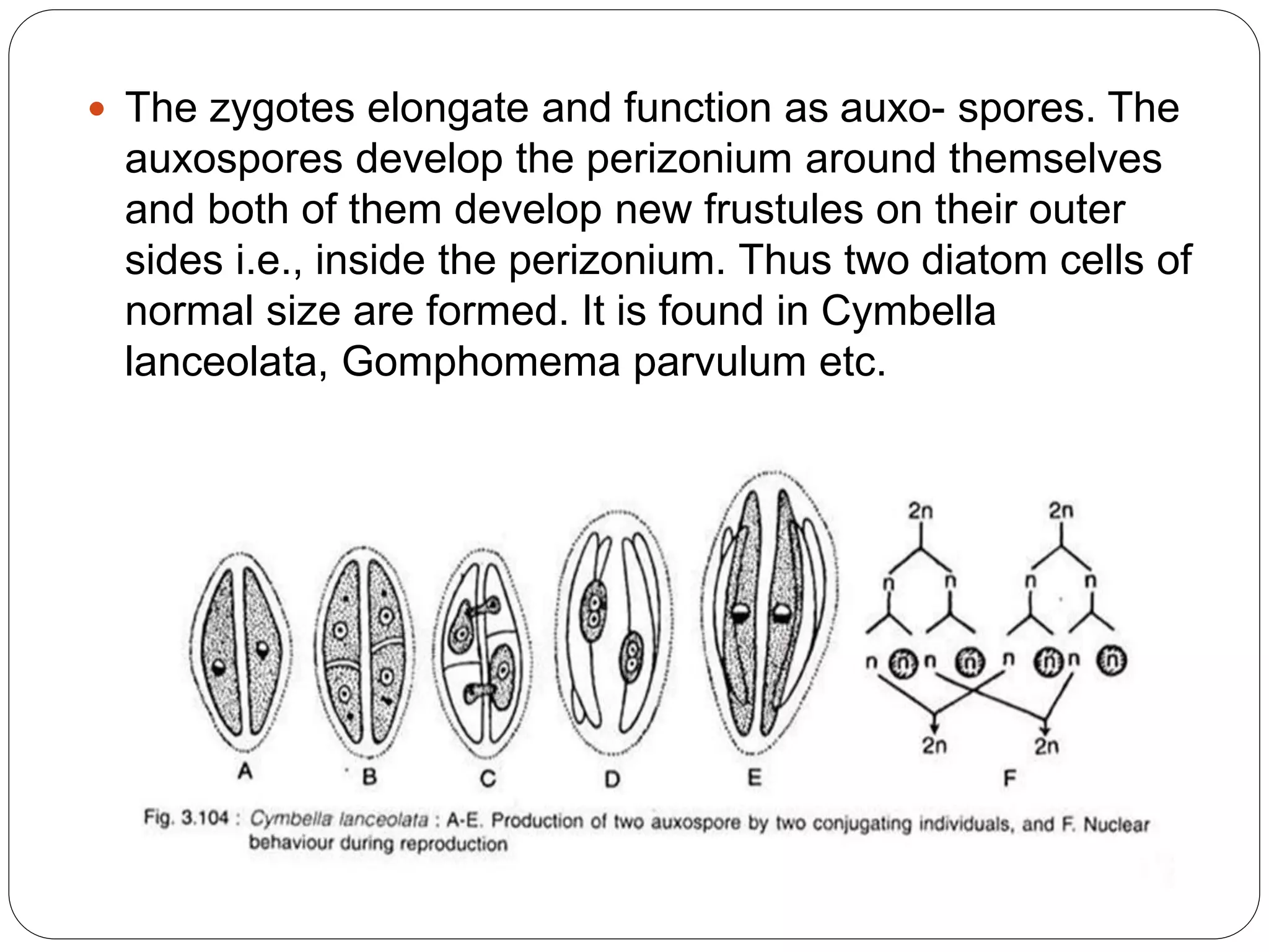  The zygotes elongate and function as auxo- spores. The
auxospores develop the perizonium around themselves
and both of them develop new frustules on their outer
sides i.e., inside the perizonium. Thus two diatom cells of
normal size are formed. It is found in Cymbella
lanceolata, Gomphomema parvulum etc.
 