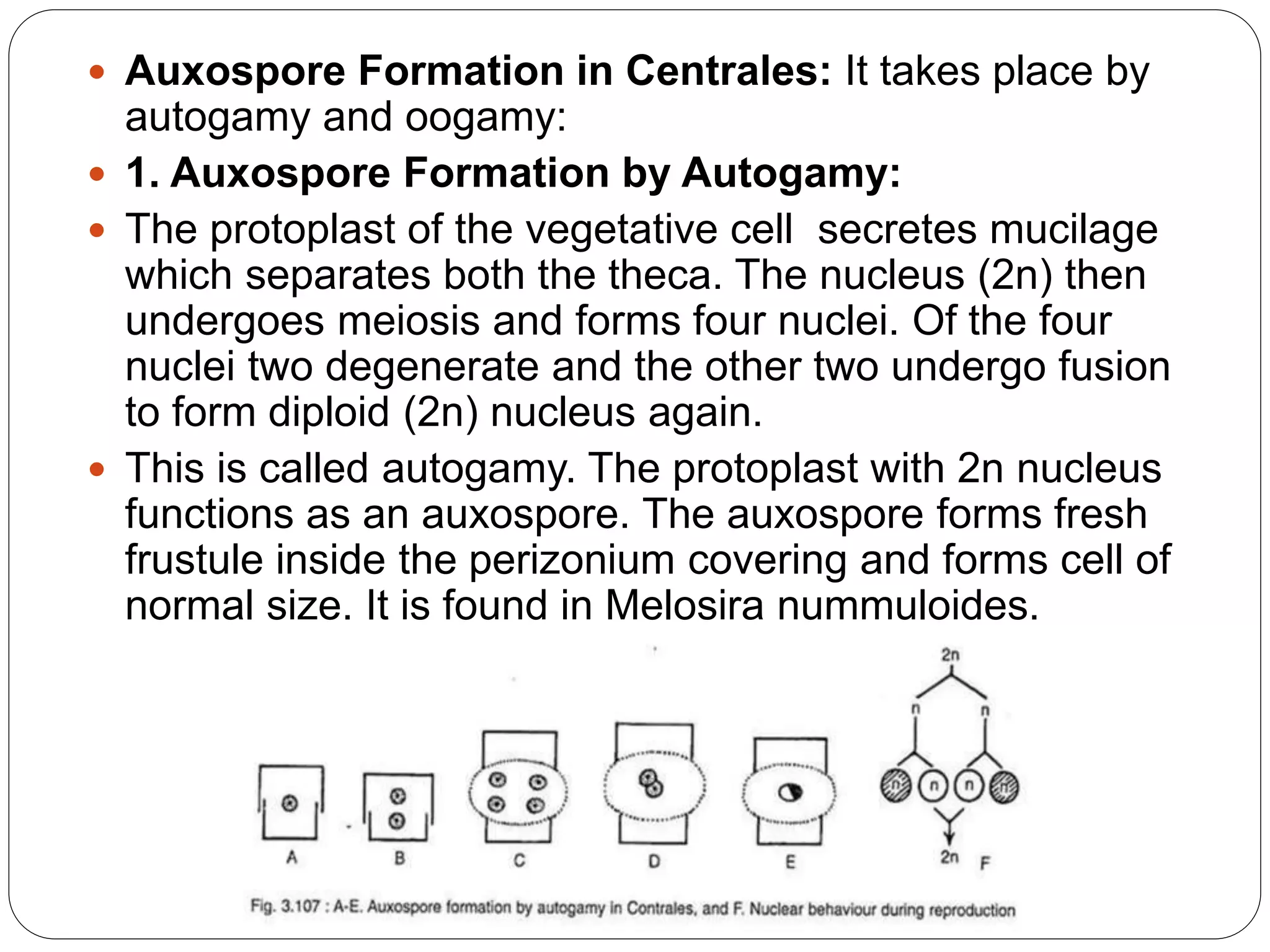  Auxospore Formation in Centrales: It takes place by
autogamy and oogamy:
 1. Auxospore Formation by Autogamy:
 The protoplast of the vegetative cell secretes mucilage
which separates both the theca. The nucleus (2n) then
undergoes meiosis and forms four nuclei. Of the four
nuclei two degenerate and the other two undergo fusion
to form diploid (2n) nucleus again.
 This is called autogamy. The protoplast with 2n nucleus
functions as an auxospore. The auxospore forms fresh
frustule inside the perizonium covering and forms cell of
normal size. It is found in Melosira nummuloides.
 
