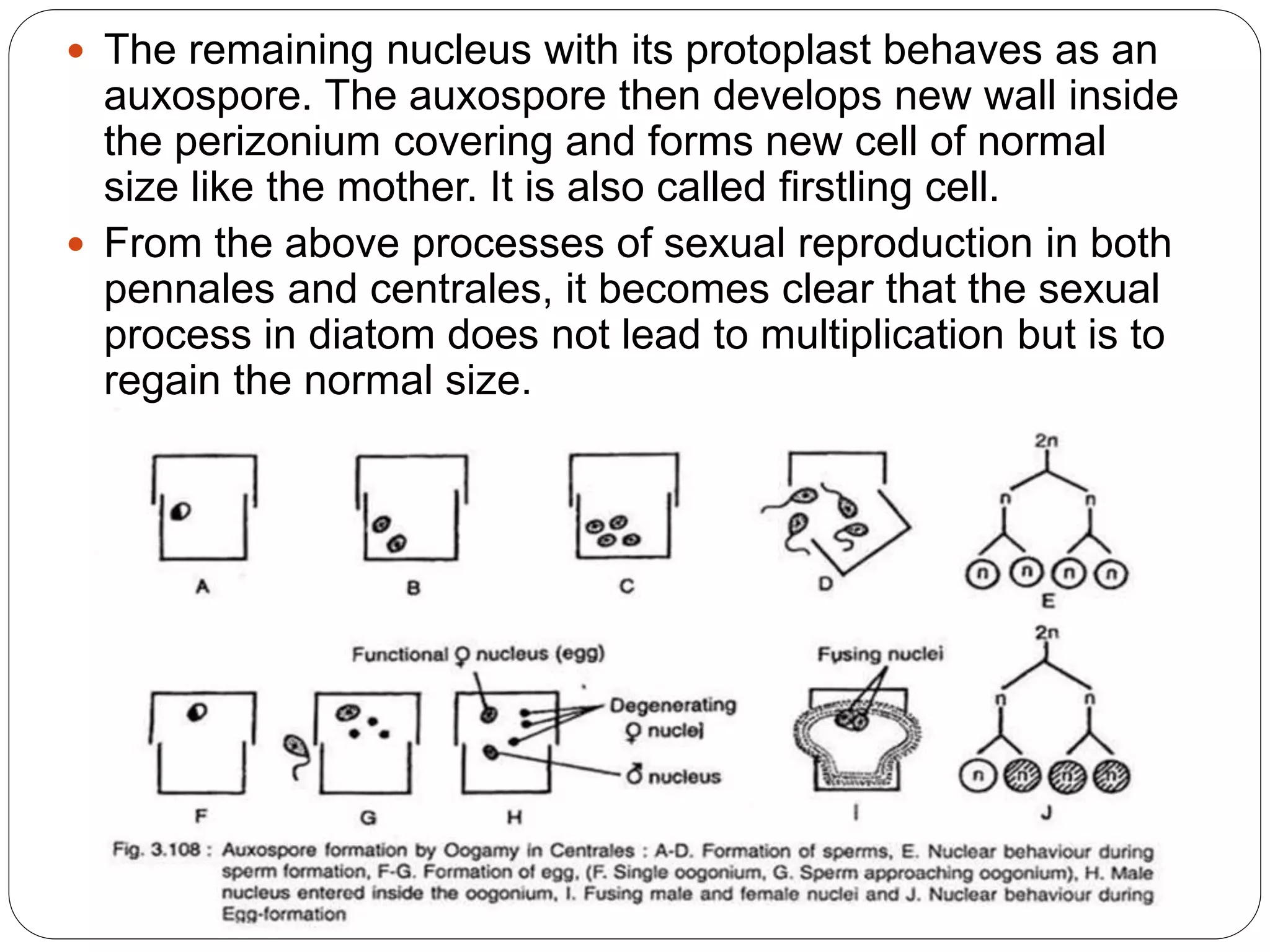  The remaining nucleus with its protoplast behaves as an
auxospore. The auxospore then develops new wall inside
the perizonium covering and forms new cell of normal
size like the mother. It is also called firstling cell.
 From the above processes of sexual reproduction in both
pennales and centrales, it becomes clear that the sexual
process in diatom does not lead to multiplication but is to
regain the normal size.
 