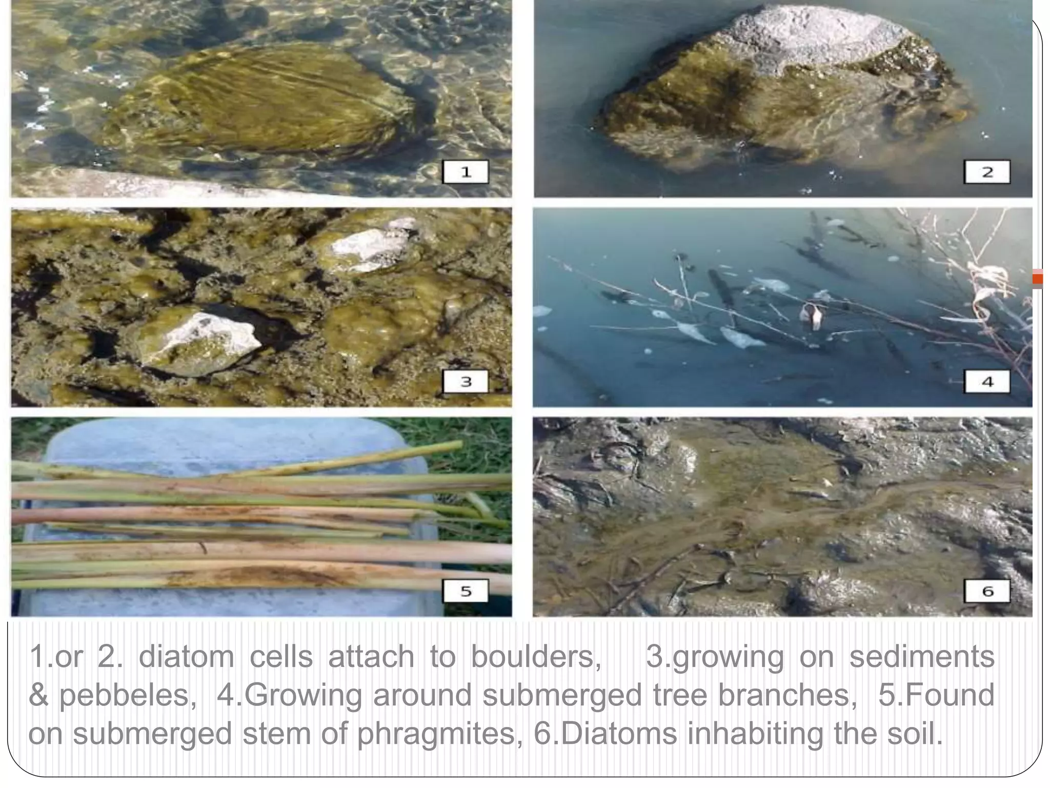 1.or 2. diatom cells attach to boulders, 3.growing on sediments
& pebbeles, 4.Growing around submerged tree branches, 5.Found
on submerged stem of phragmites, 6.Diatoms inhabiting the soil.
 