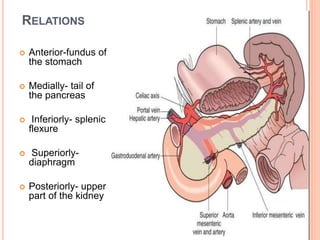 RELATIONS
 Anterior-fundus of
the stomach
 Medially- tail of
the pancreas
 Inferiorly- splenic
flexure
 Superiorly-
diaphragm
 Posteriorly- upper
part of the kidney
 